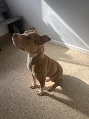 Enlarge Sunshine, a Adoptable mixed breed in St. Anne, IL image 3/3