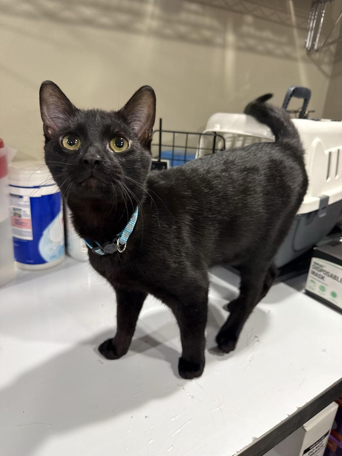 Ant, ADOPTABLE, Young Male Domestic Short Hair.