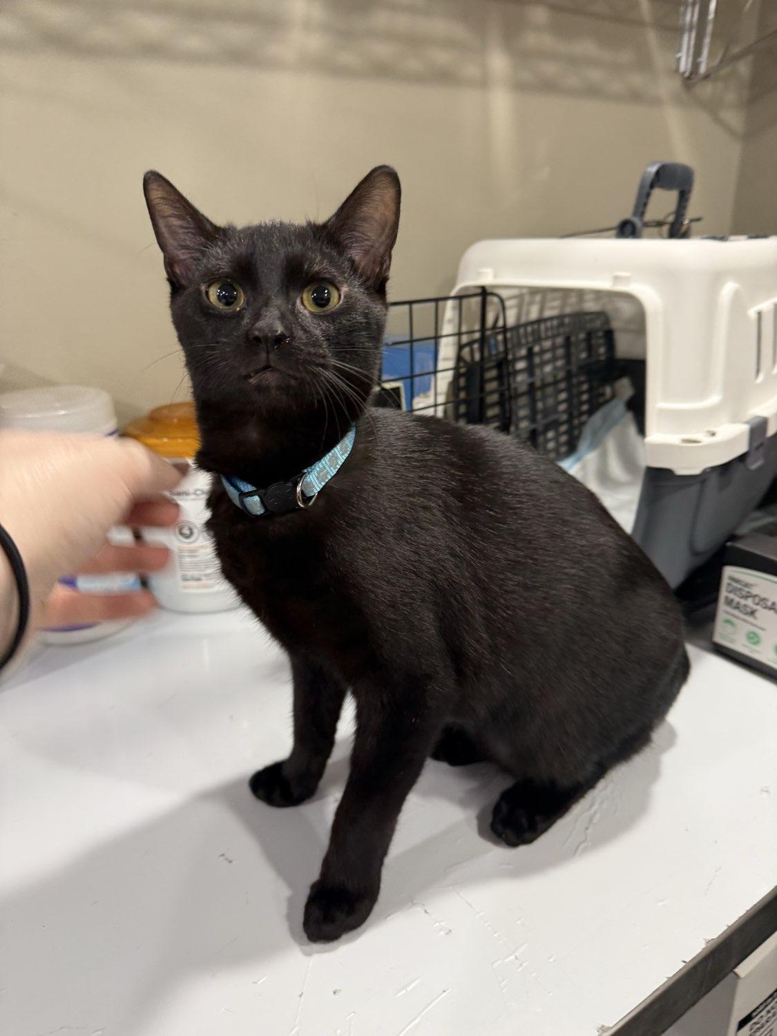 Enlarge Ant, a ADOPTABLE Domestic Short Hair in Bridgeville, PA image 2/2