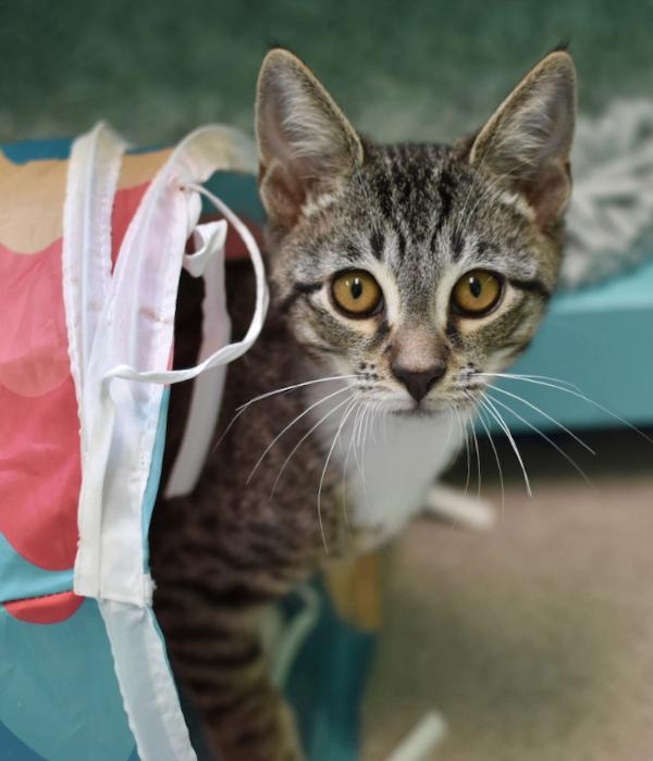 Enlarge Kai, a Adoptable Domestic Short Hair in Marietta, GA image 1/6