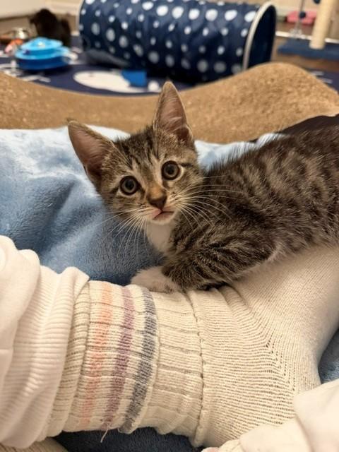 Enlarge Kai, a Adoptable Domestic Short Hair in Marietta, GA image 3/6