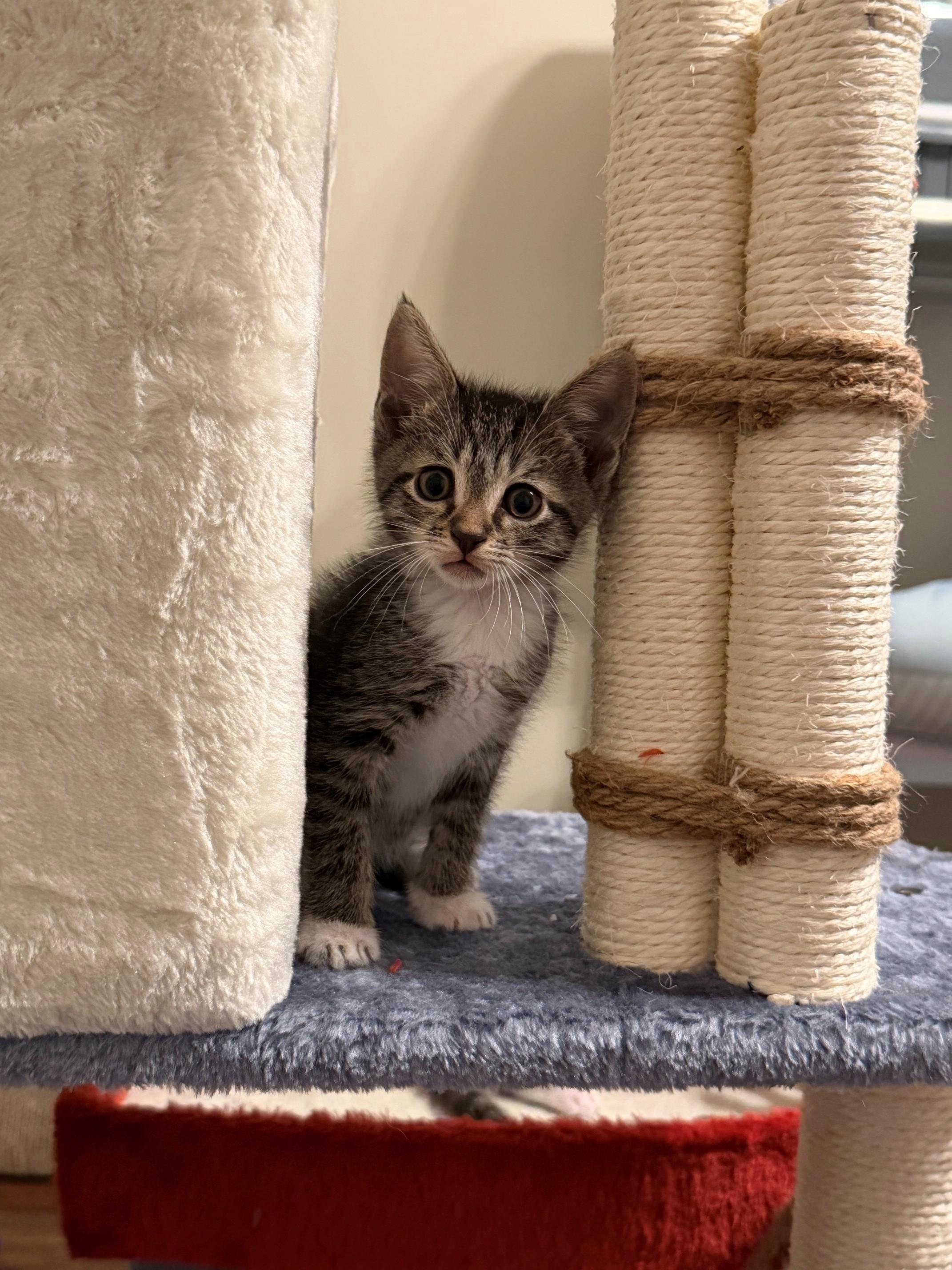 Enlarge Kai, a Adoptable Domestic Short Hair in Marietta, GA image 5/6