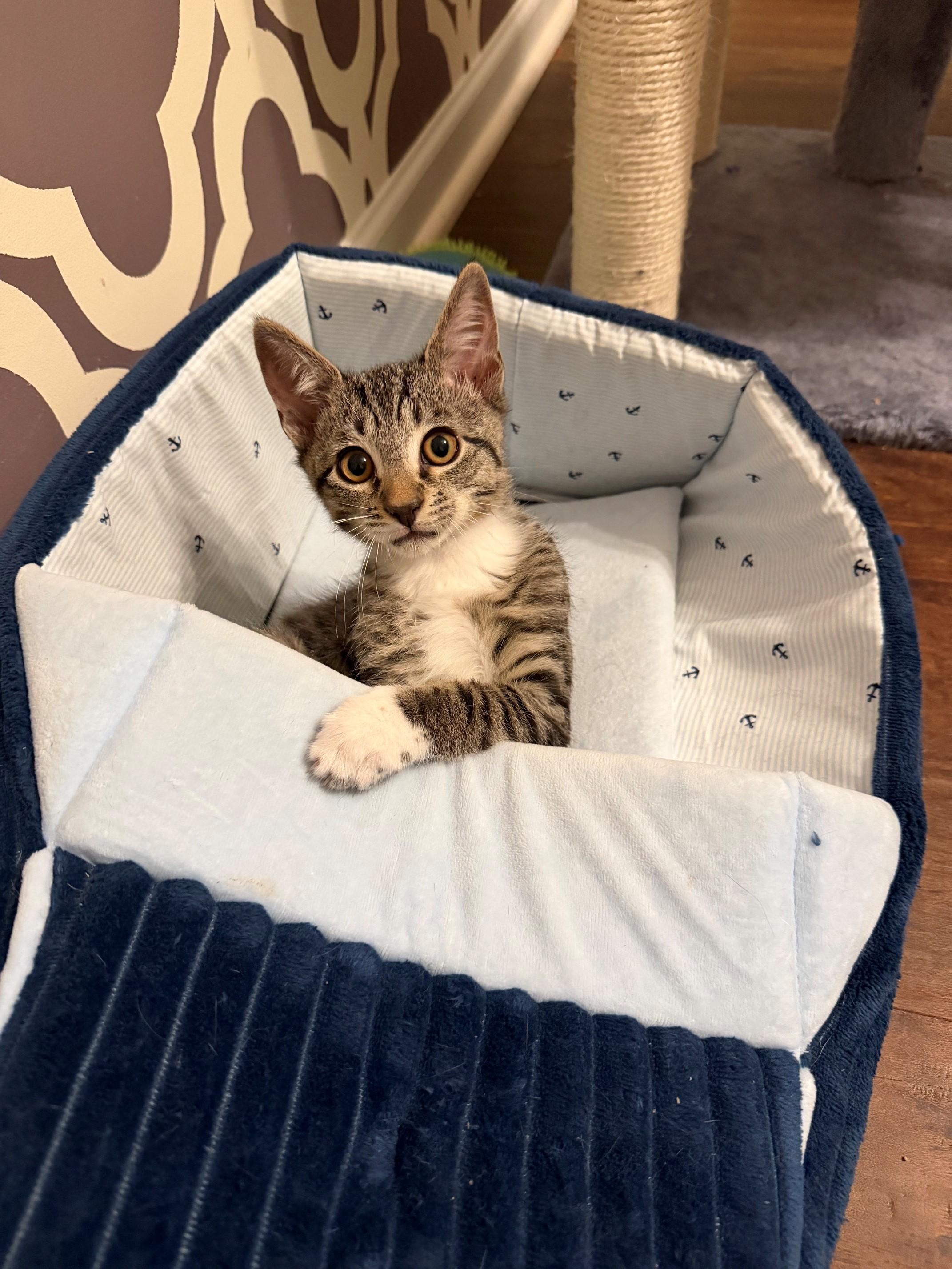 Enlarge Kai, a Adoptable Domestic Short Hair in Marietta, GA image 6/6