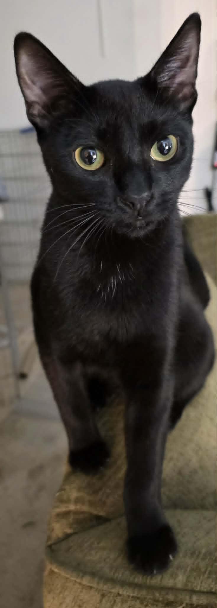 Enlarge Onion Salt aka Bat Boi, a ADOPTABLE Domestic Short Hair in Brentwood, CA image 3/6
