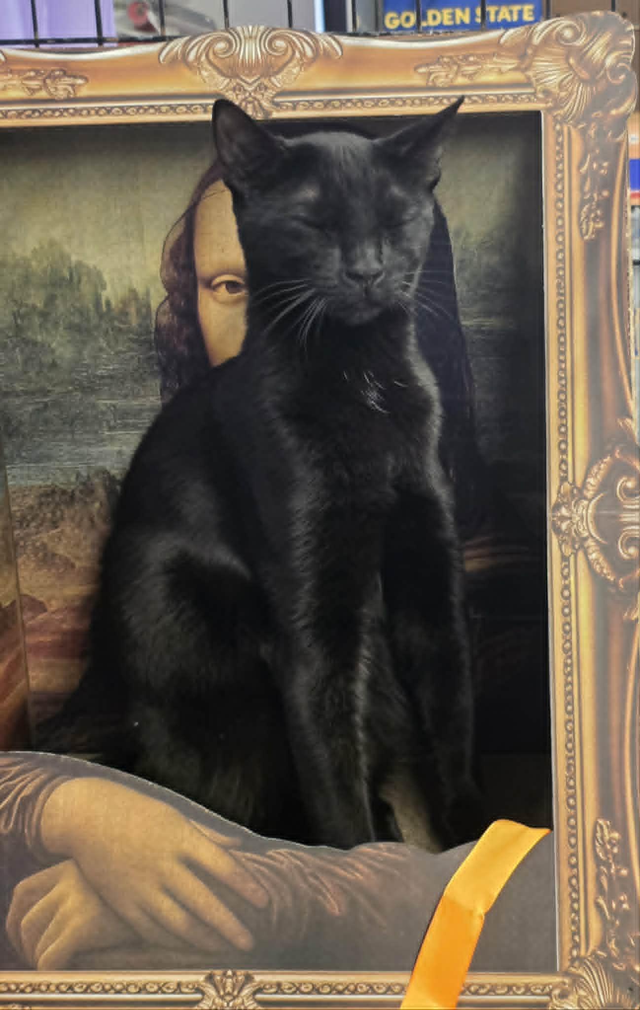 Onion Salt aka Bat Boi, ADOPTABLE, Young Male Domestic Short Hair.