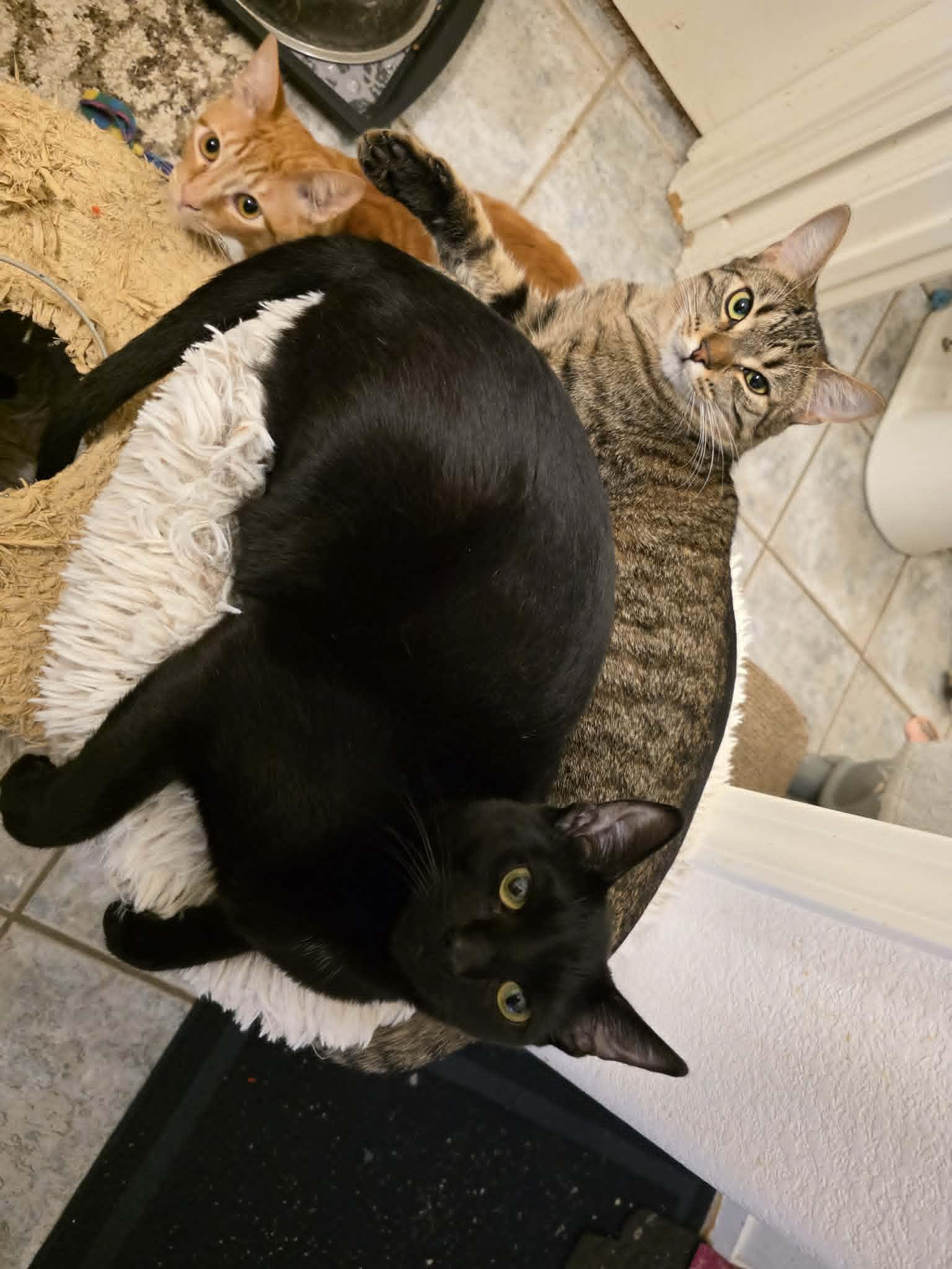 Enlarge Onion Salt aka Bat Boi, a ADOPTABLE Domestic Short Hair in Brentwood, CA image 6/6