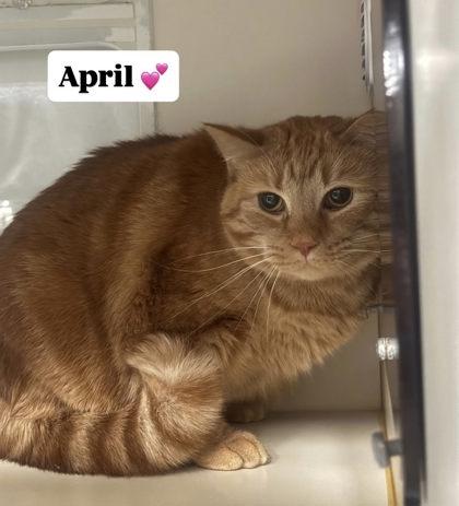 Enlarge April, a Adoptable mixed breed in Winchester, VA image 1/2