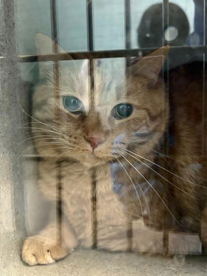 April, Adoptable, Adult Female Domestic Short Hair & Domestic Short Hair.