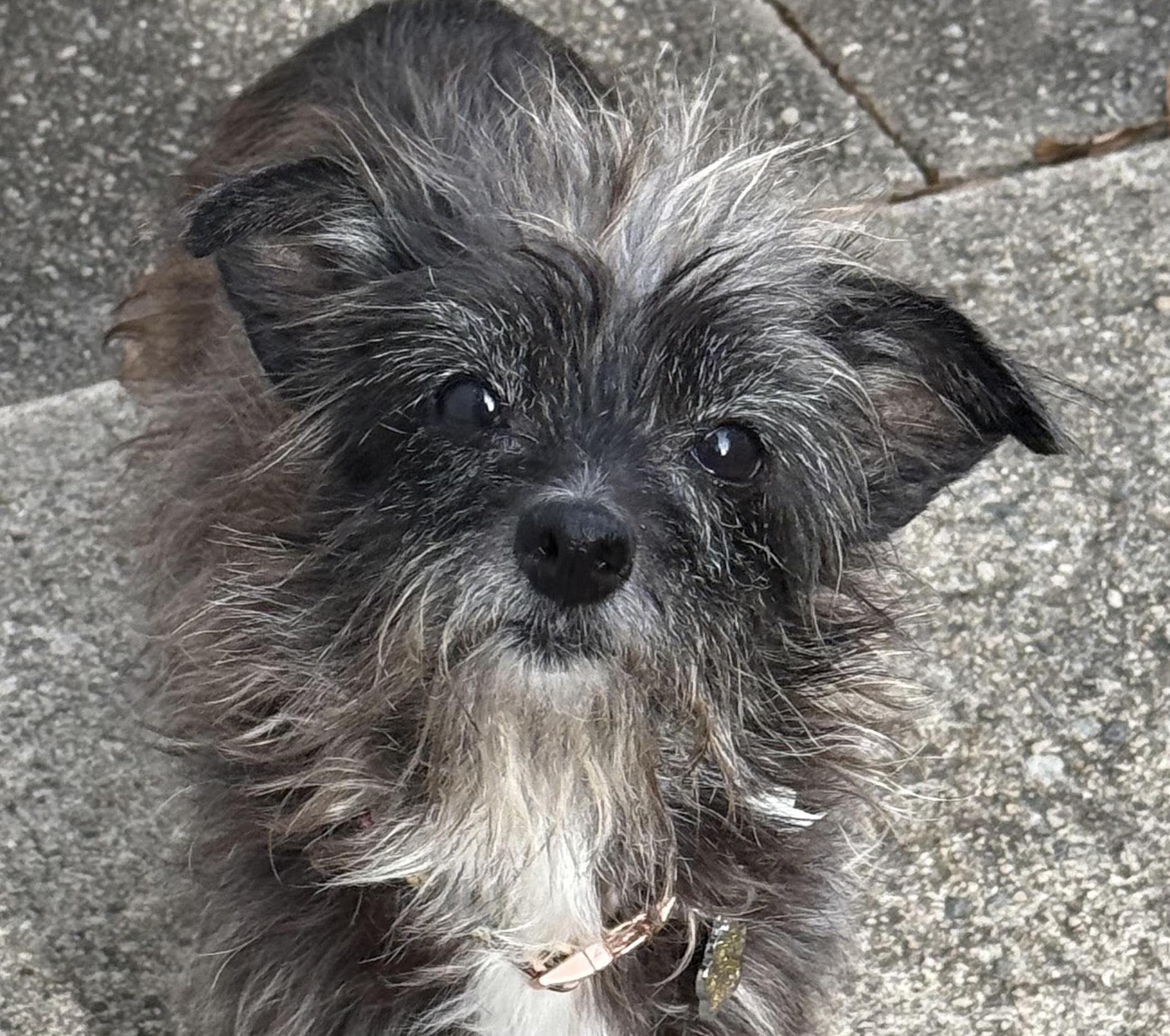 Enid, ADOPTABLE, Senior Female Cairn Terrier & Terrier.