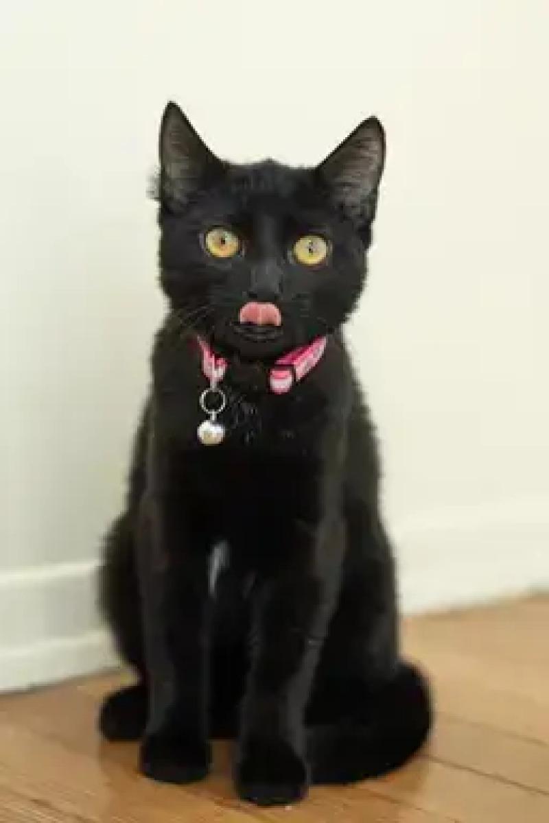 Enlarge Autumn, a Adoptable Domestic Short Hair in North Babylon, NY image 2/6