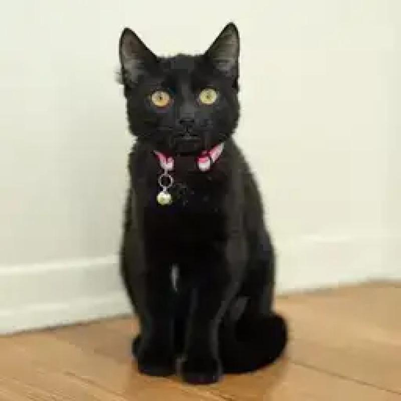 Enlarge Autumn, a Adoptable Domestic Short Hair in North Babylon, NY image 3/6