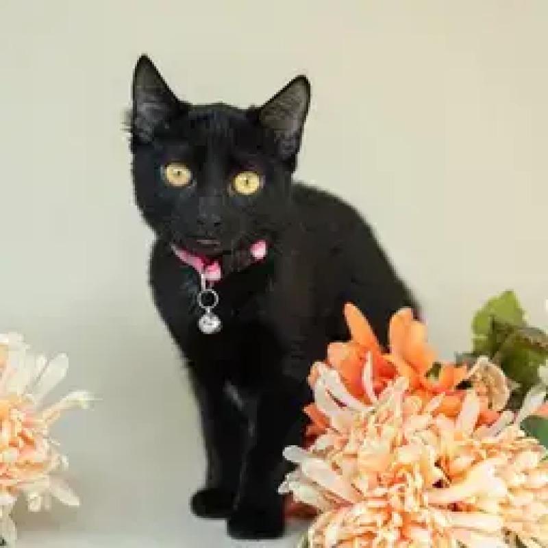 Enlarge Autumn, a Adoptable Domestic Short Hair in North Babylon, NY image 4/6