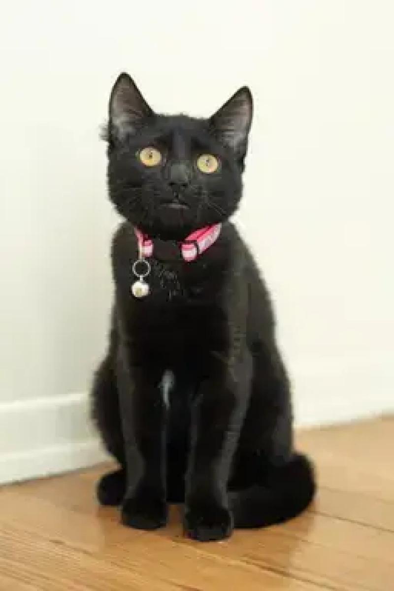 Enlarge Autumn, a Adoptable Domestic Short Hair in North Babylon, NY image 6/6