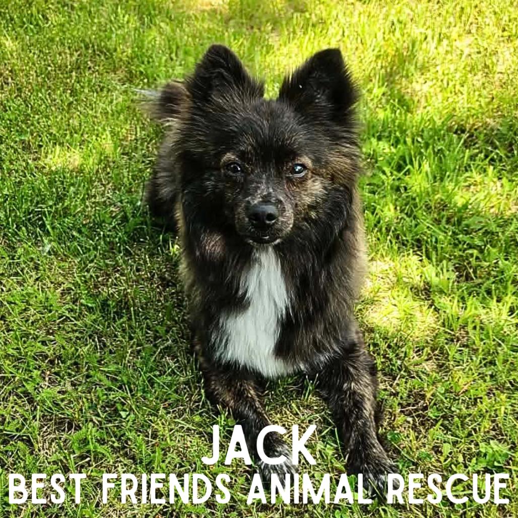 Jack, Adoptable, Adult Male Pomeranian.