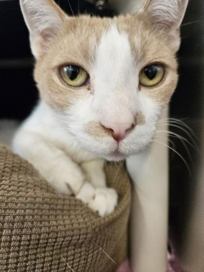 Enlarge Tiger, a Adoptable mixed breed in Scotia, NY image 1/3