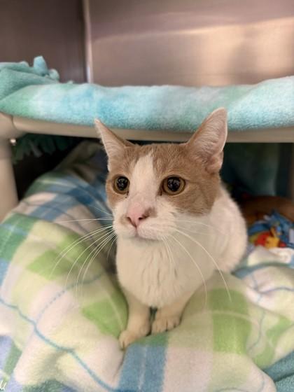 Enlarge Tiger, a Adoptable mixed breed in Scotia, NY image 2/3