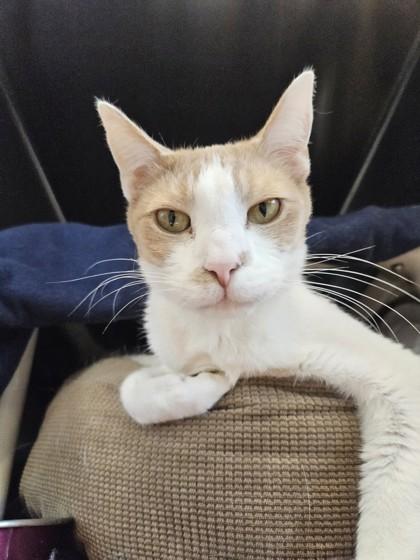 Enlarge Tiger, a Adoptable mixed breed in Scotia, NY image 3/3