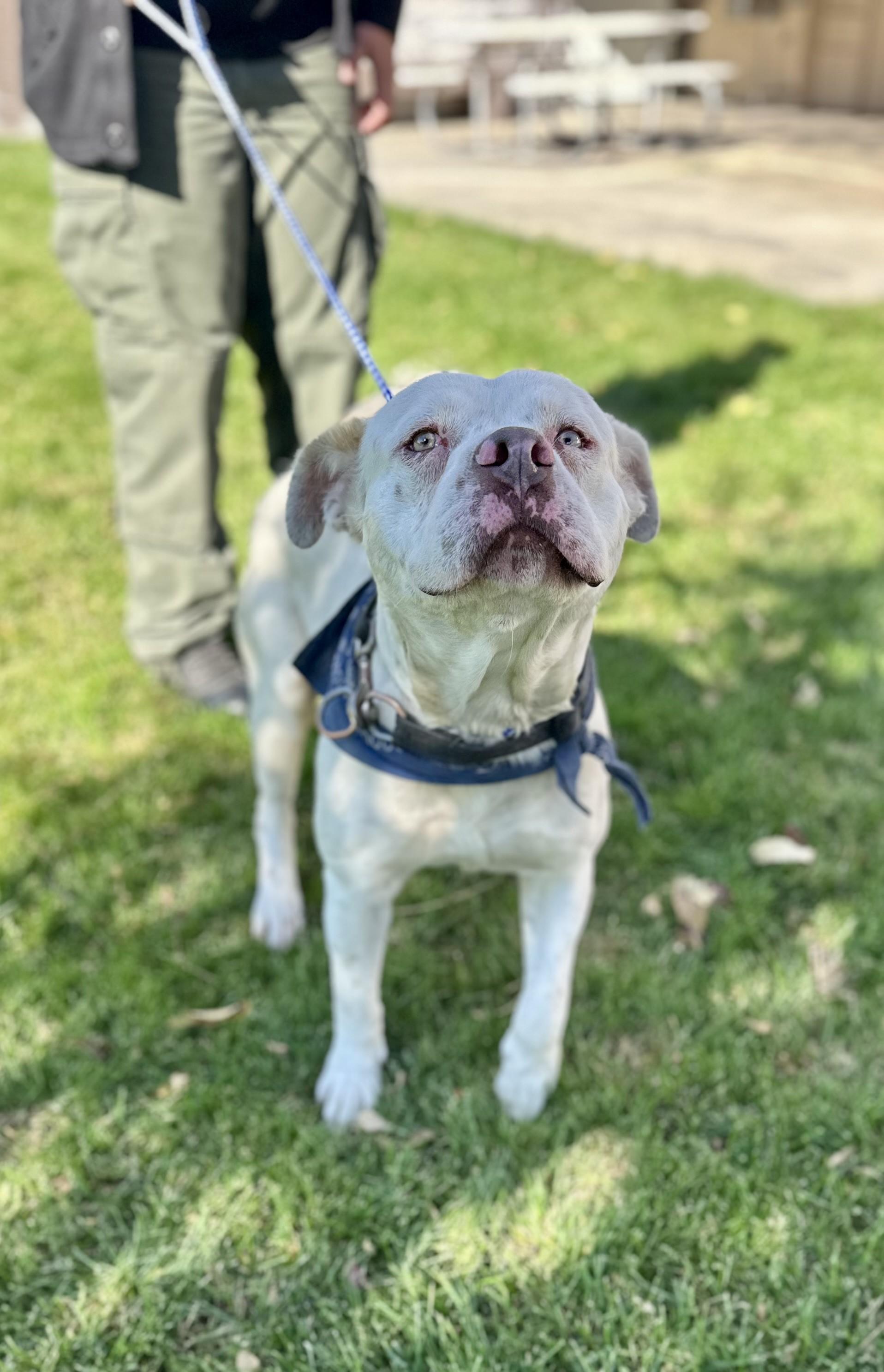 Papason #4540 (910), Adoptable, Adult Male Pit Bull Terrier.