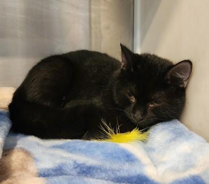 FeeFee, ADOPTABLE, Kitten Female Domestic Short Hair.
