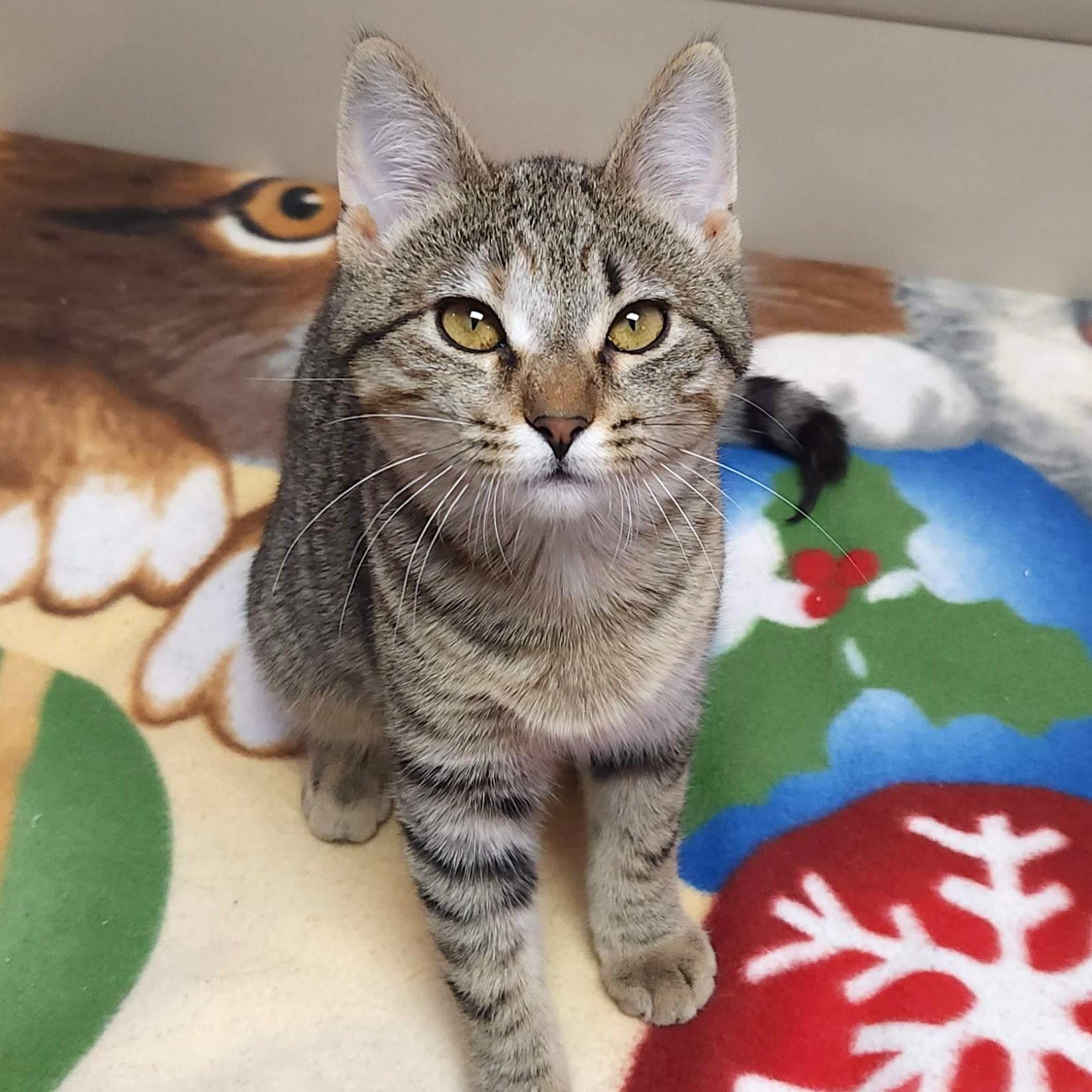 Enlarge Tinsel & Twinkle, a Adoptable Domestic Short Hair in Marshfield, WI image 3/5