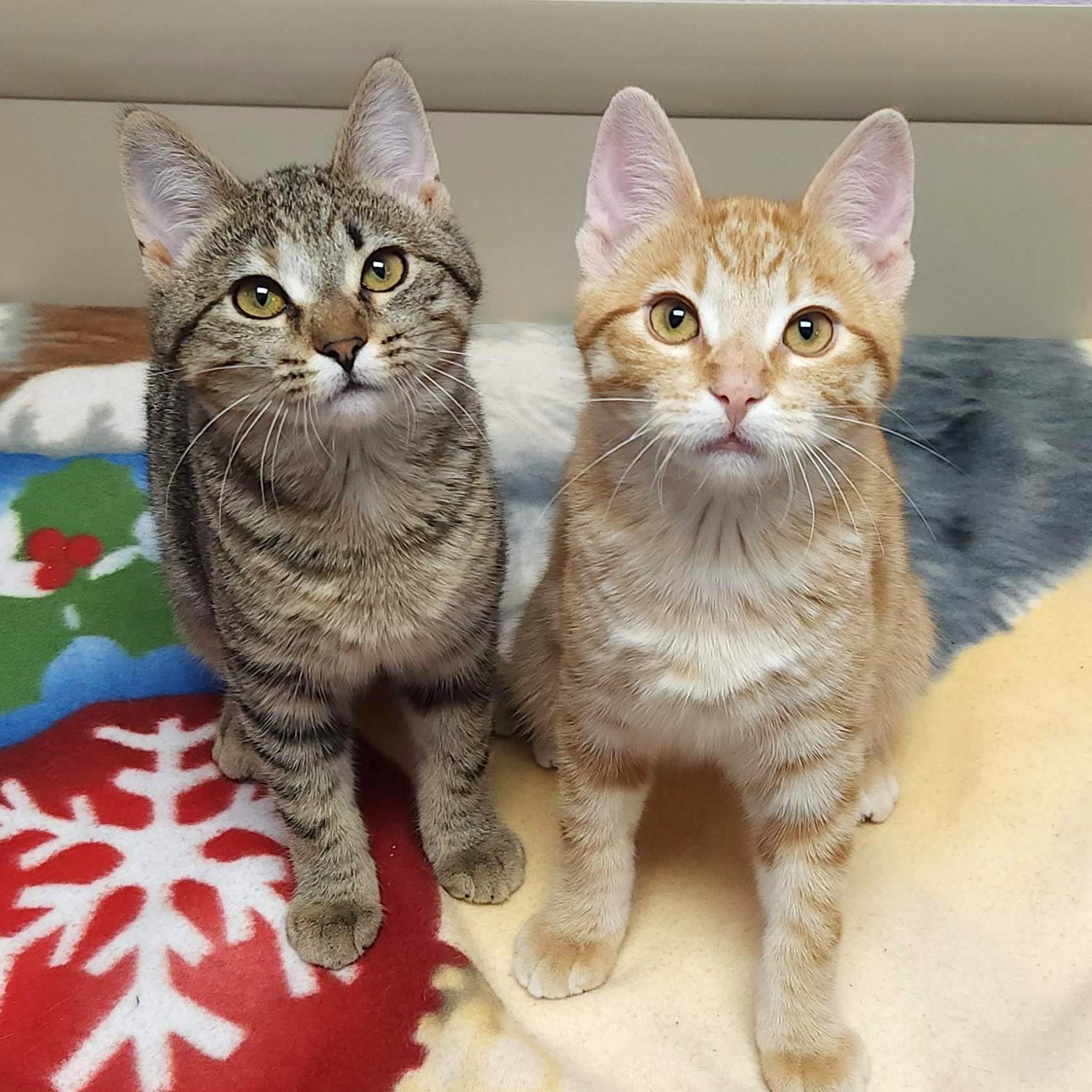 Tinsel & Twinkle, Adoptable, Kitten Male Domestic Short Hair.