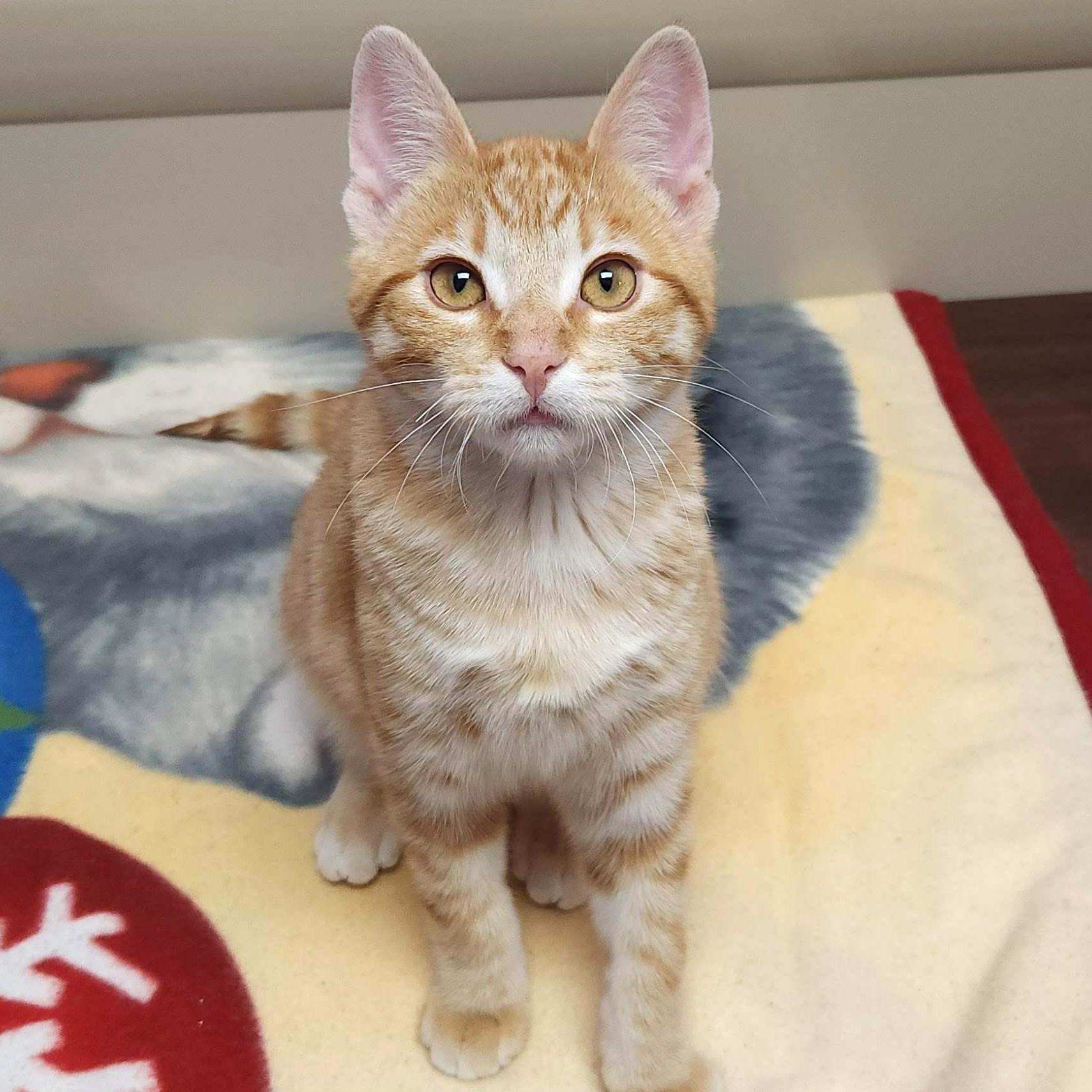 Enlarge Tinsel & Twinkle, a Adoptable Domestic Short Hair in Marshfield, WI image 4/5