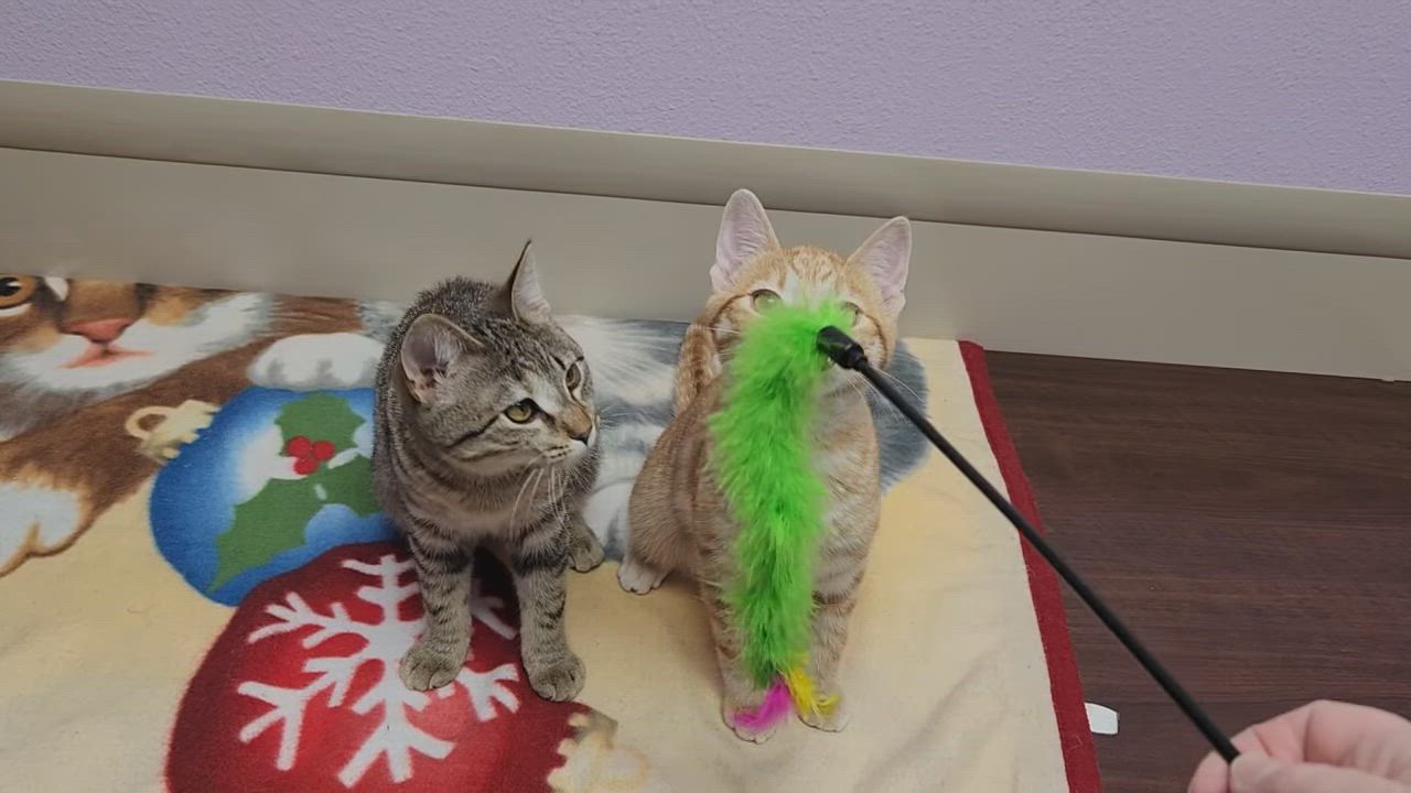 Enlarge Tinsel & Twinkle, a Adoptable Domestic Short Hair in Marshfield, WI video 5/5