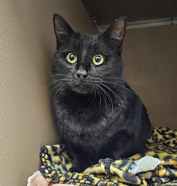 IZZY CAT, Adoptable, Young Female Domestic Short Hair.