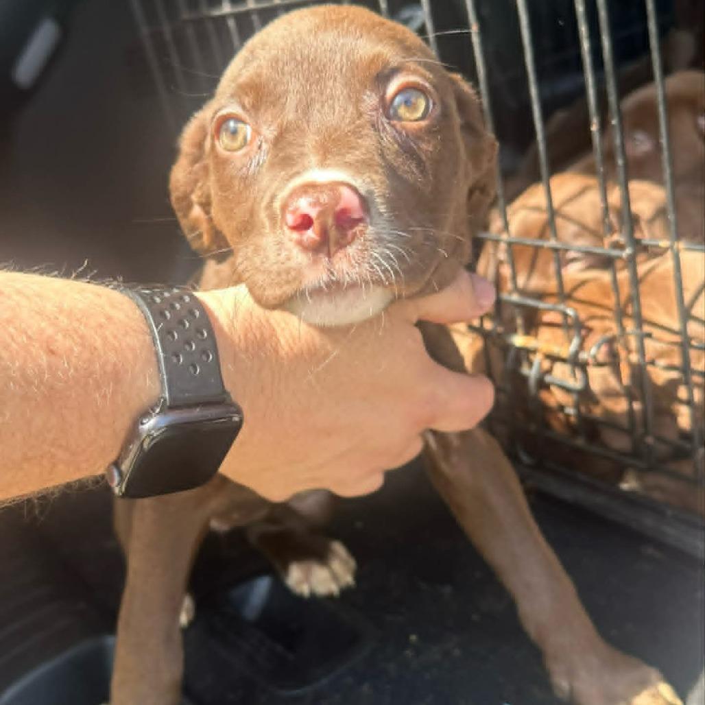 Enlarge Pam, a Adoptable mixed breed in Starkville, MS image 1/1