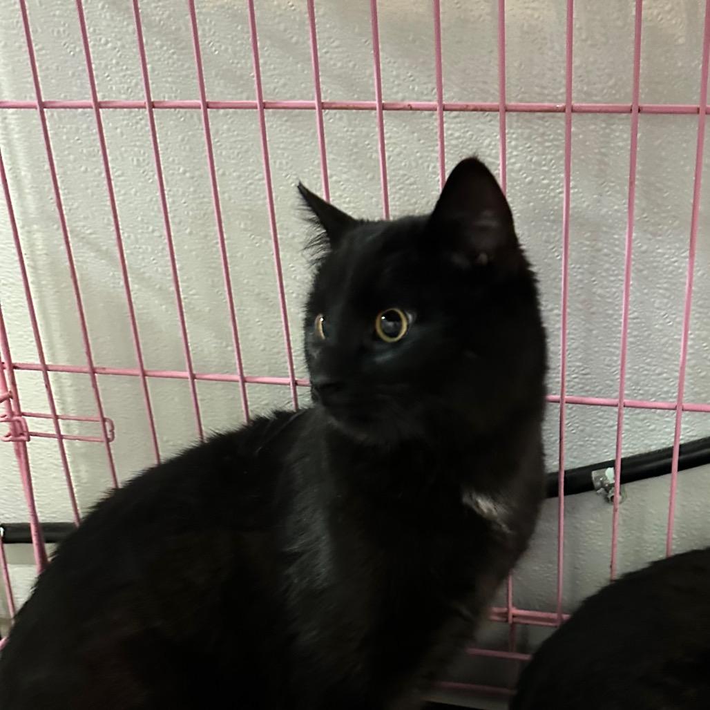 Curly, Adoptable, Young Male Domestic Short Hair.