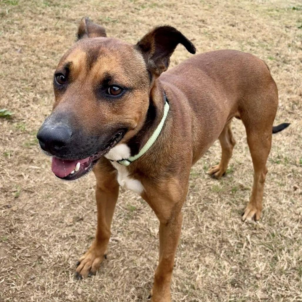 Mustang, Adoptable, Adult Male Black Mouth Cur & Mixed Breed.