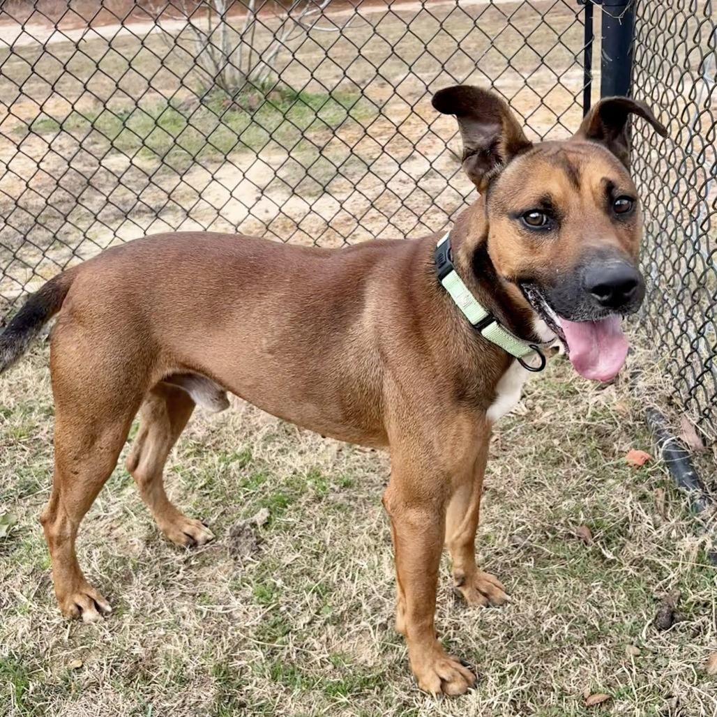 Mustang, a Adoptable mixed breed in Marshall, TX image 2/3