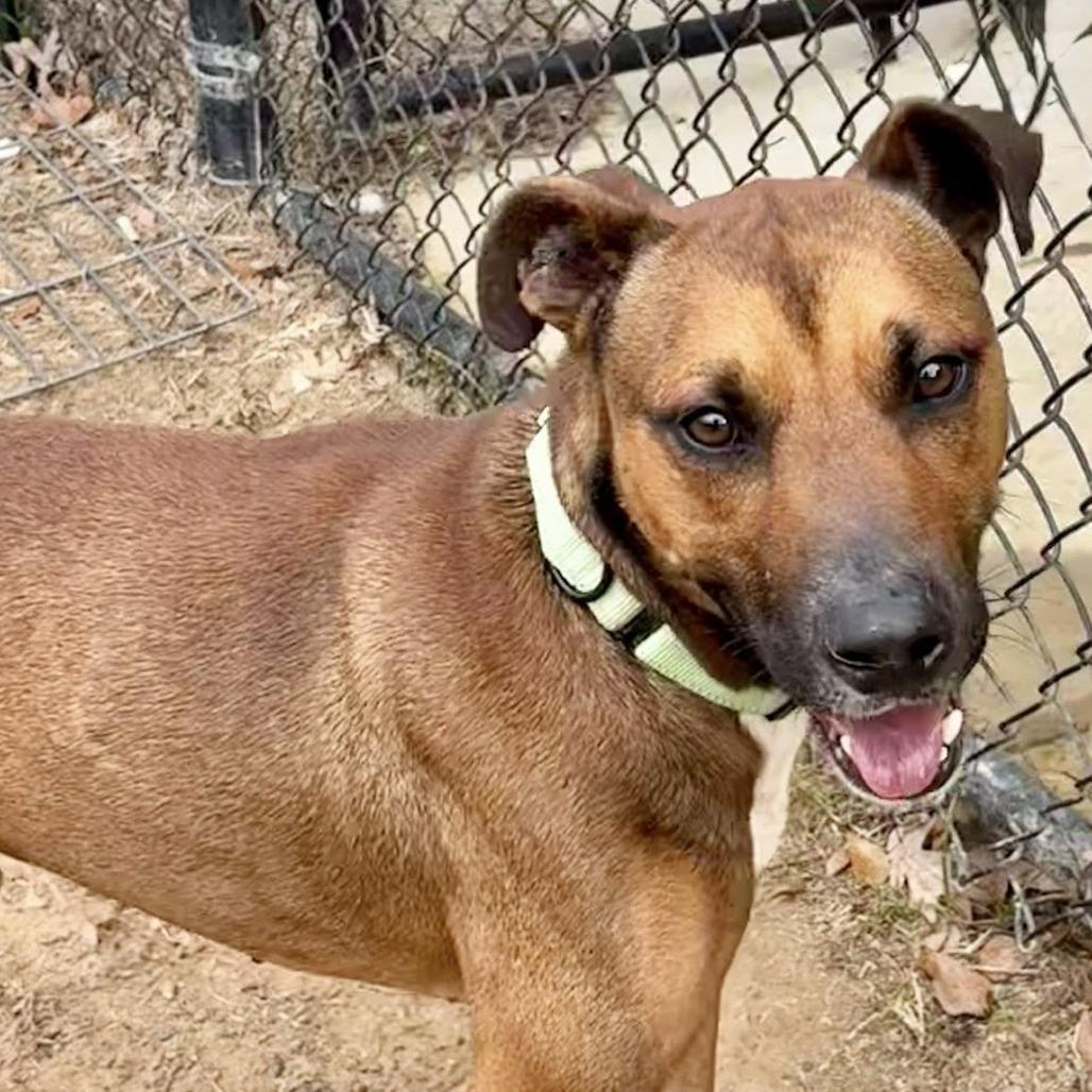 Mustang, Adoptable, Adult Male Black Mouth Cur & Mixed Breed.