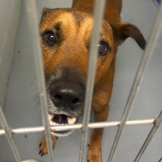 Enlarge Mustang, a Adoptable mixed breed in Marshall, TX image 1/1