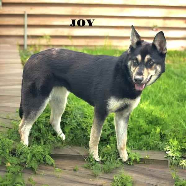 Joy — thumbnail 2