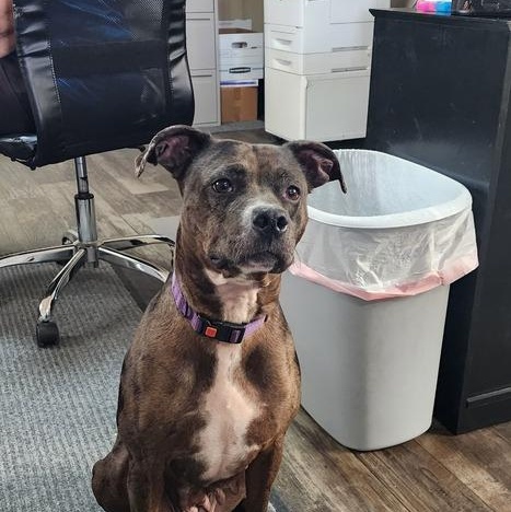 Enlarge REMY 178-26, an adopted mixed breed in Cambridge, OH image 2/5