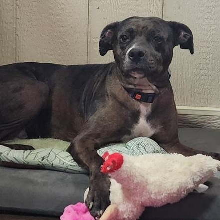 Enlarge REMY 178-26, an adopted mixed breed in Cambridge, OH image 3/5