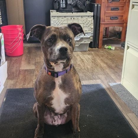 Enlarge REMY 178-26, an adopted mixed breed in Cambridge, OH image 1/5