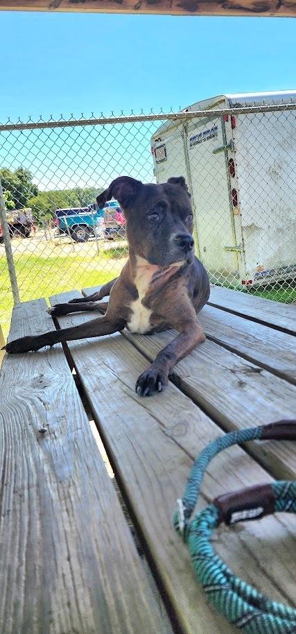 REMY 178-26, a ADOPTABLE mixed breed in Cambridge, OH image 1/2