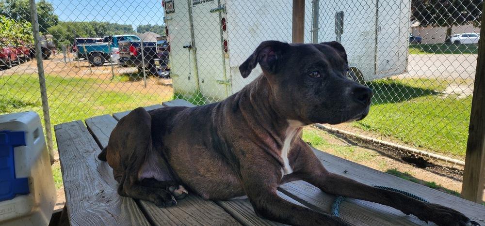 REMY 178-26, a ADOPTABLE mixed breed in Cambridge, OH image 2/2