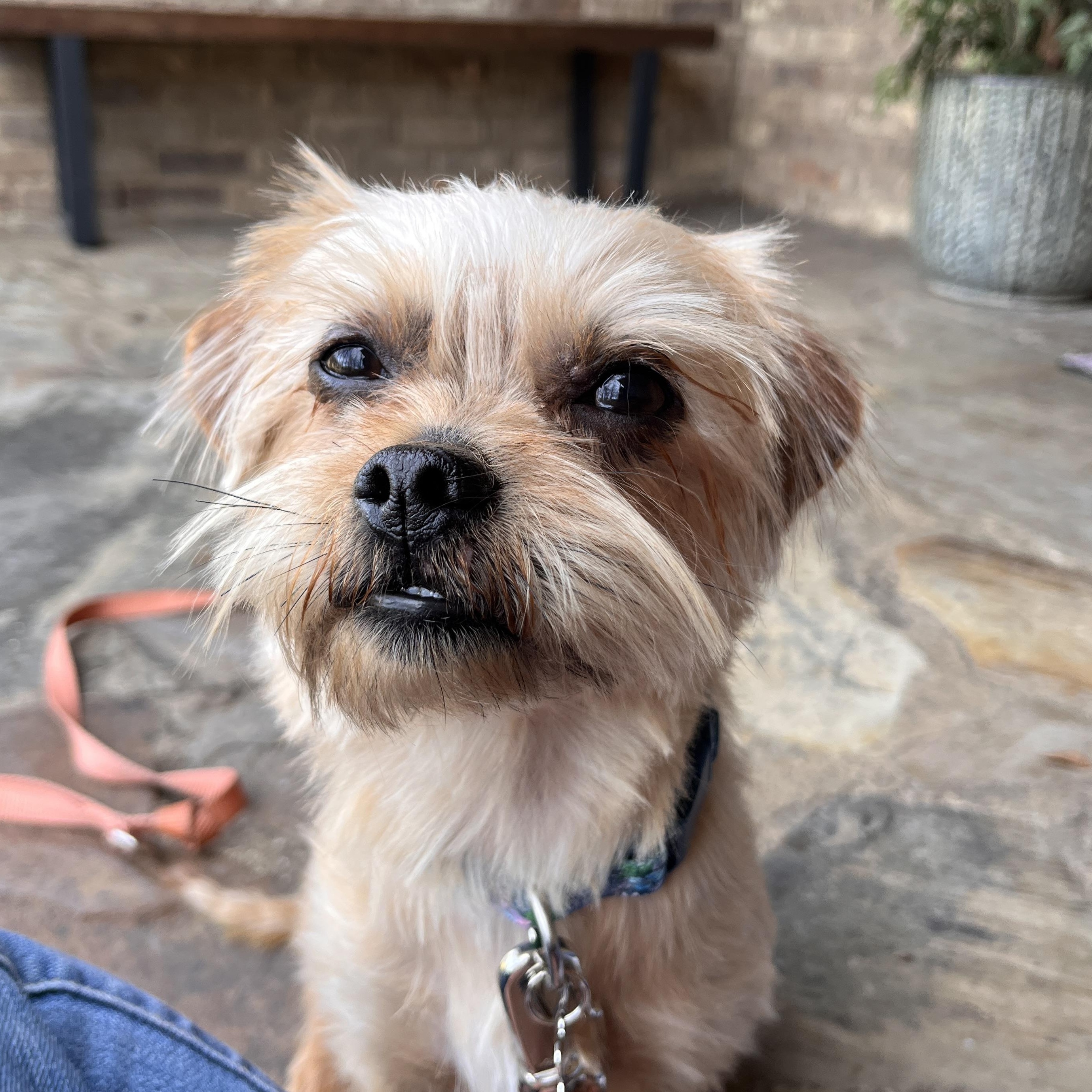 Enlarge Milo, an adopted mixed breed in Fort Worth, TX image 3/3