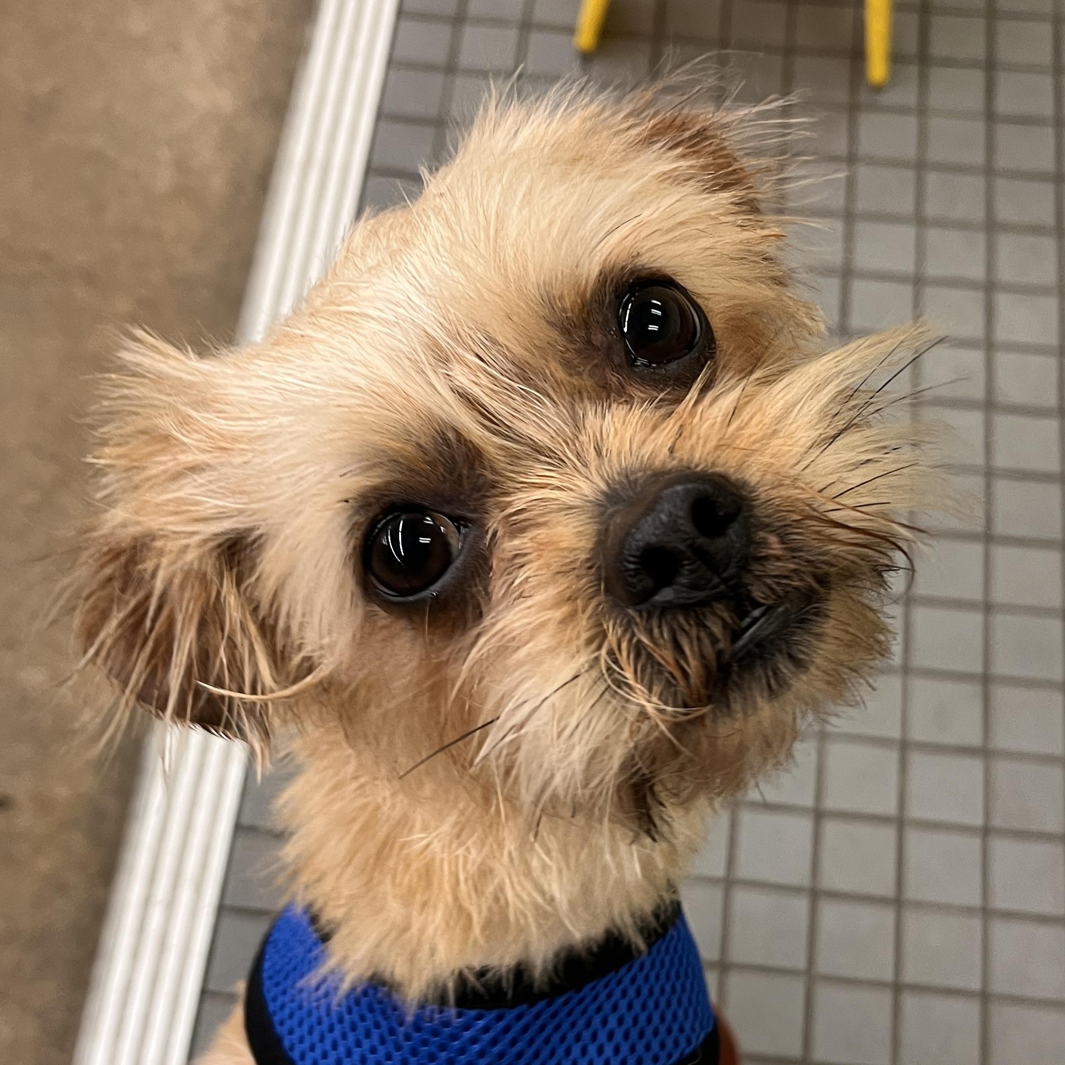 Enlarge Milo, an adopted mixed breed in Fort Worth, TX image 1/3