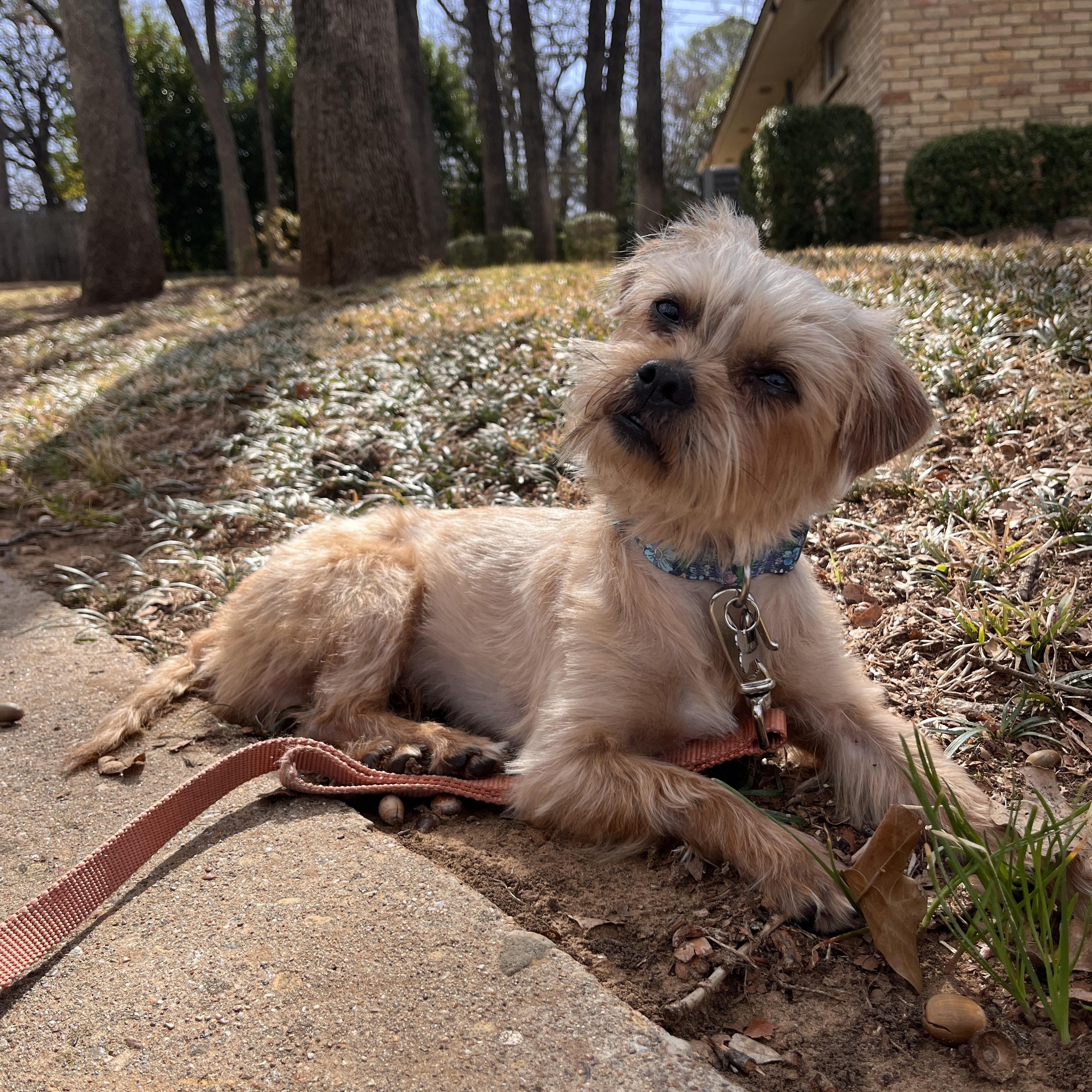 Enlarge Milo, an adopted mixed breed in Fort Worth, TX image 2/3
