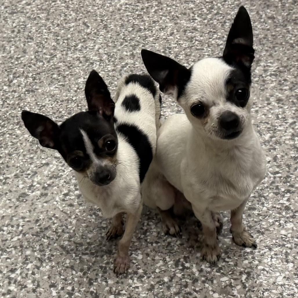 Bonnie, Adoptable, Adult Female Mixed Breed.