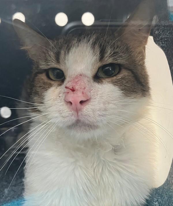 Surf, Adoptable, Adult Male Domestic Short Hair.