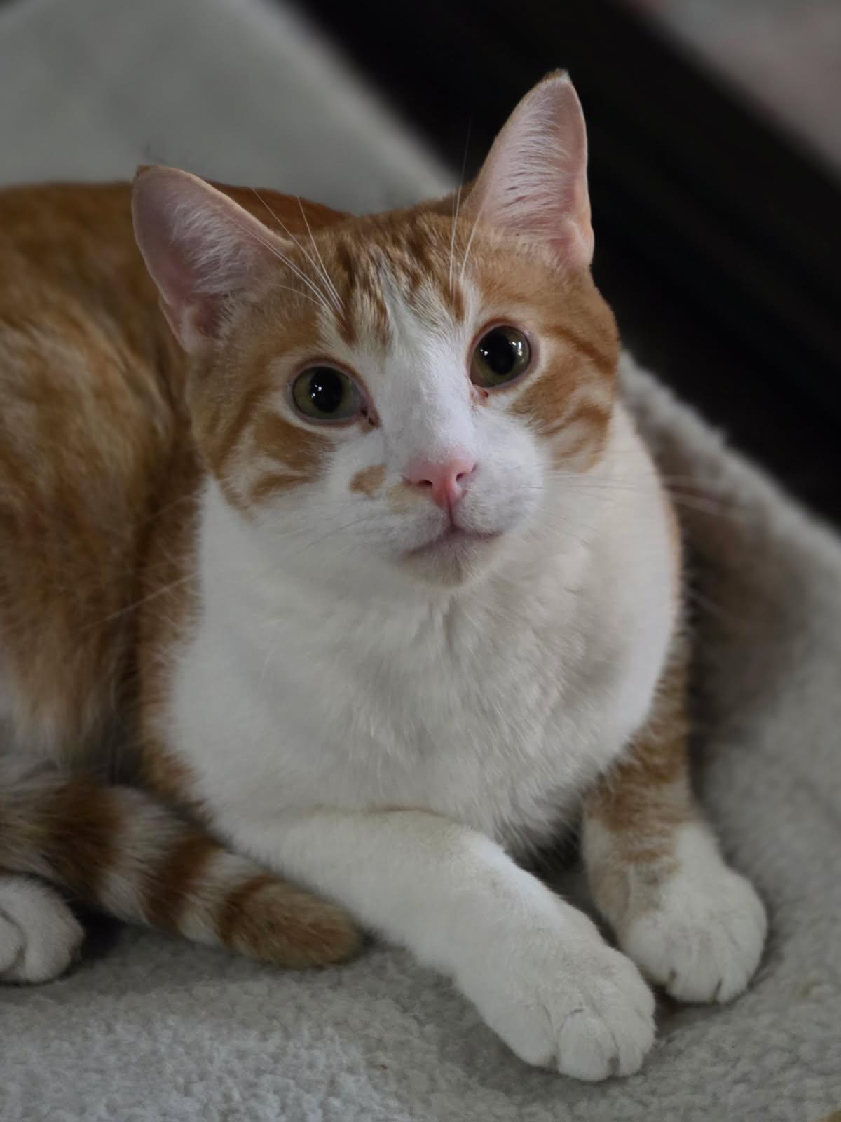 Scout, ADOPTABLE, Young Male Domestic Short Hair.