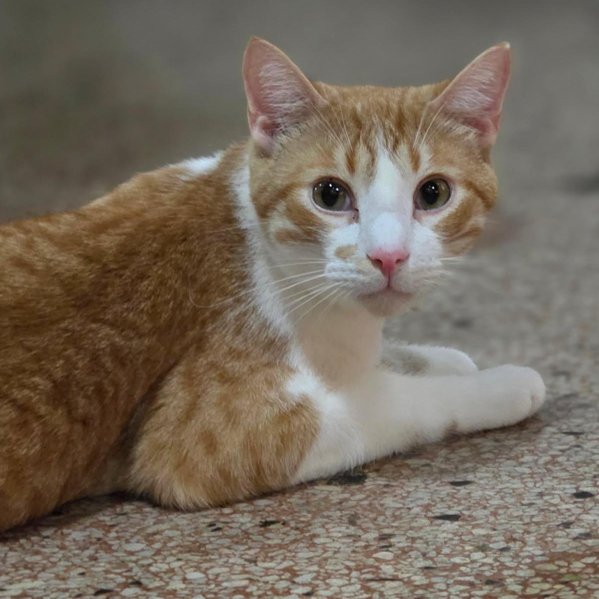 Scout, a ADOPTABLE Domestic Short Hair in Johnson City, TN image 2/6