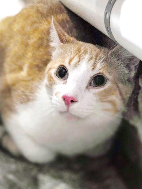 Scout, a ADOPTABLE Domestic Short Hair in Johnson City, TN image 3/3