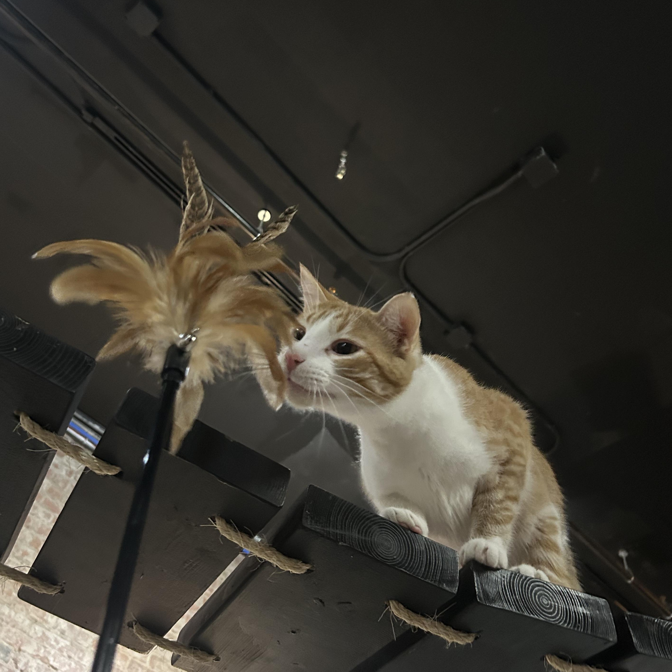 Scout, a ADOPTABLE Domestic Short Hair in Johnson City, TN image 3/6