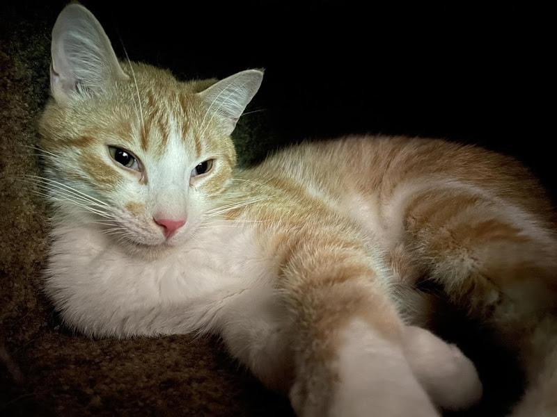 Scout, ADOPTABLE, Young Male Domestic Short Hair.